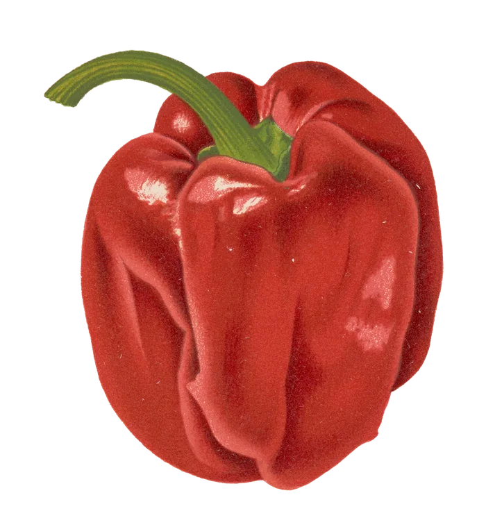 Ilustración botánica de un pimiento